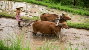 Slowing Down in Ubud Bali
